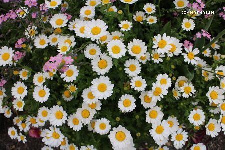 dometour_103.jpg