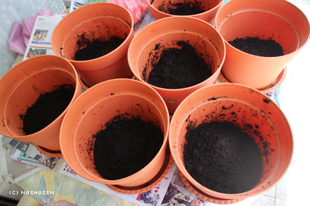 mirainotane2015_3.jpg