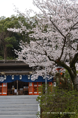 nagasakisakura1.jpg