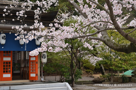 nagasakisakura3.jpg