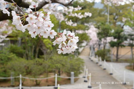 nagasakisakura4.jpg