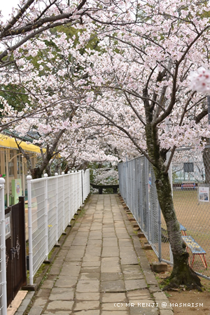 nagasakisakura5.jpg