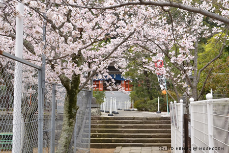 nagasakisakura6.jpg