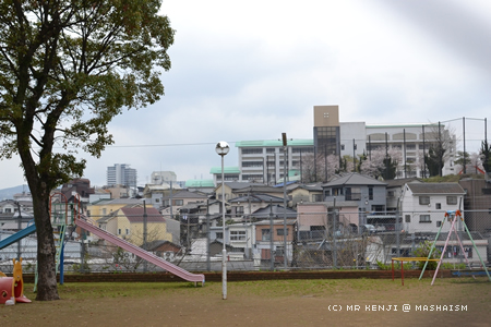nagasakisakura7.jpg