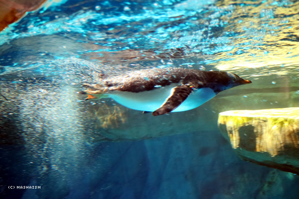 oceanpark2018_7.jpg