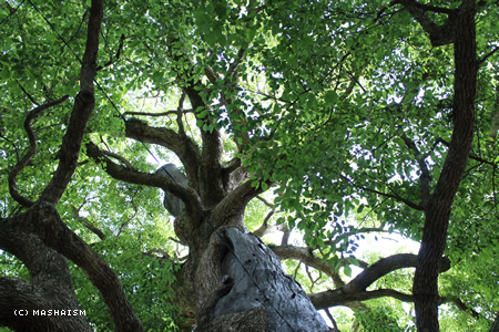 dometour_546.jpg