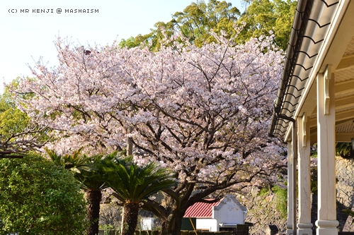 nagasakisakura2017_12.jpg
