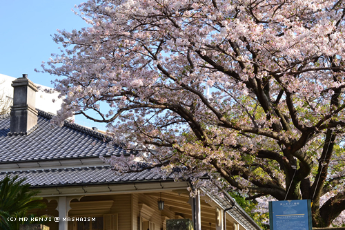 nagasakisakura2017_9.jpg