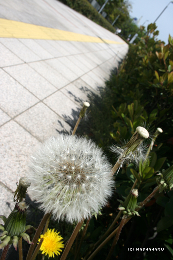 niigata7.jpg