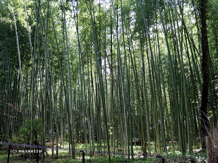sakuratrip2015_16.jpg