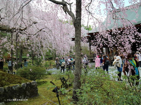 sakuratrip2015_22.jpg