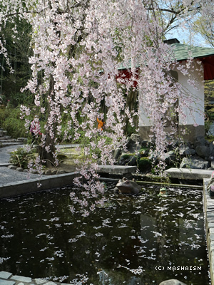 sakuratrip2015_24.jpg