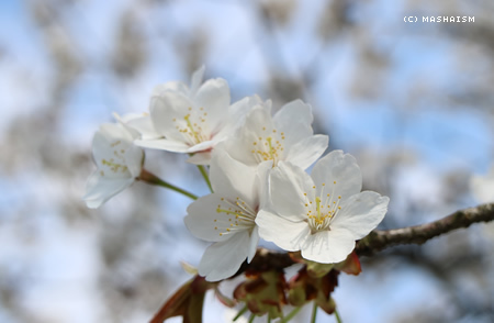 sakuratrip2015_27.jpg