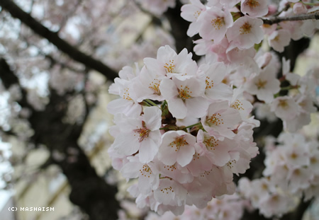 sakuratrip2015_350.jpg