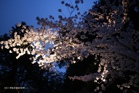 sakuratrip2015_36.jpg