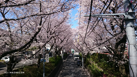 sakurazaka2015b.jpg
