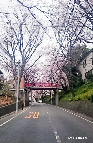 sakurazaka2016_2.jpg
