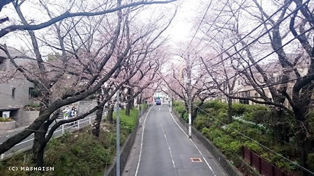sakurazaka2016_4.jpg