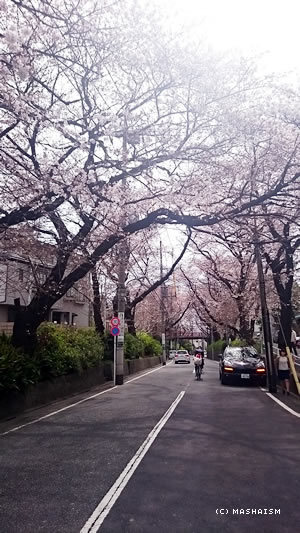 sakurazaka2016_6.jpg