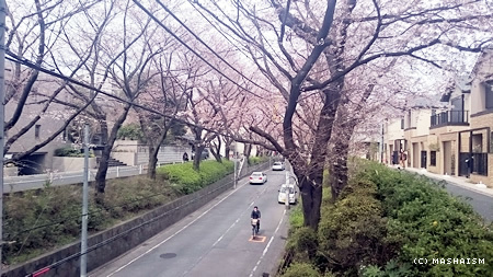 sakurazaka2016_7.jpg