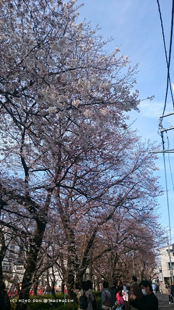 sakurazaka2017_19.jpg