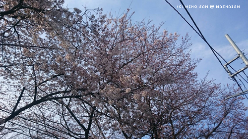 sakurazaka2017_20.jpg