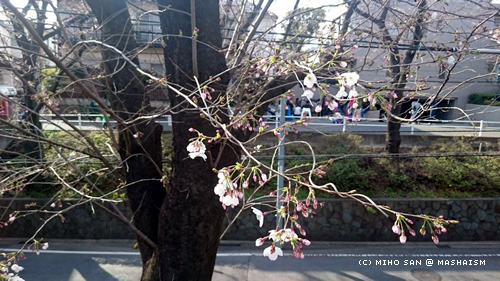 sakurazaka2017_22.jpg