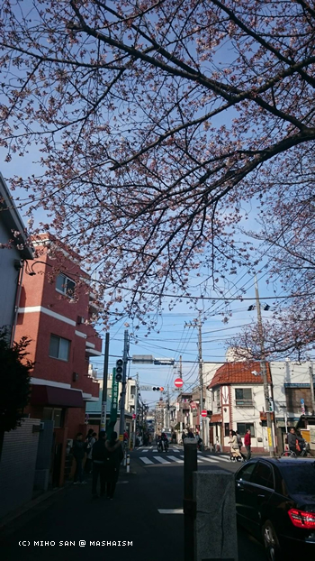 sakurazaka2017_3.jpg