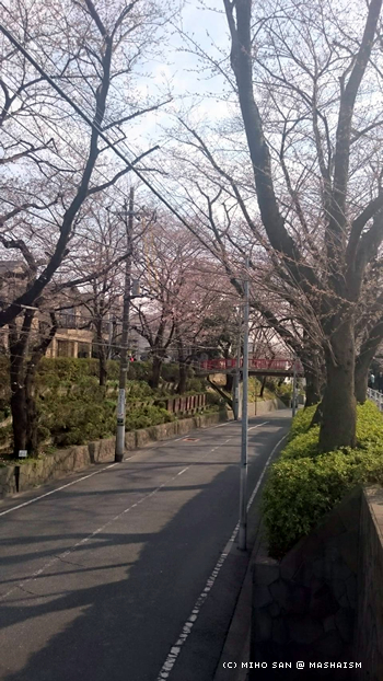 sakurazaka2017_5.jpg