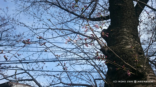 sakurazaka2017_6.jpg