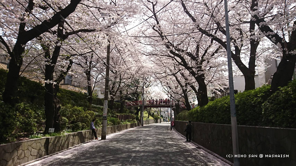 sakurazaka2018_10.jpg