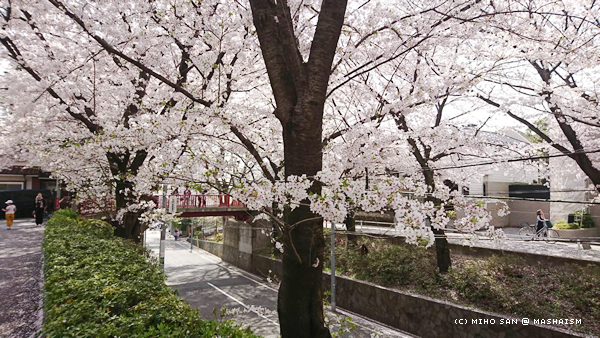 sakurazaka2018_2.jpg