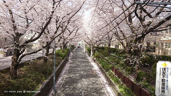 sakurazaka2018_4.jpg