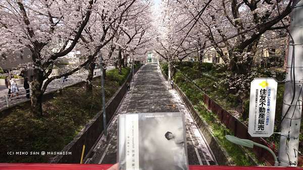 sakurazaka2018_5.jpg