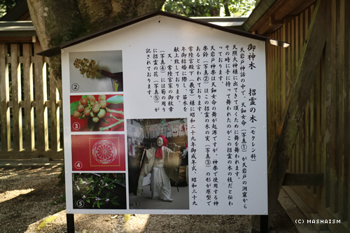 桜咲く西日本の旅 17 4 14 Day 8 天岩戸神社 天安河原 Mashaism Beautiful Days