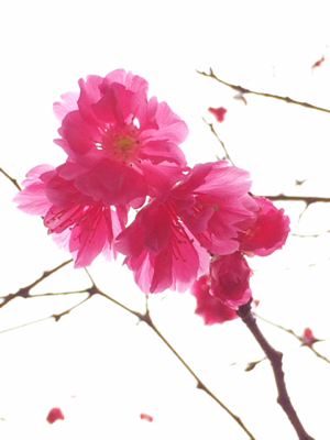 iphone/image-20140208205724.png